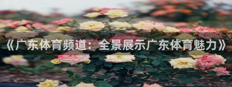 新体球即时比分新球体育：《广东体育频道：全景展示广东体育魅力》